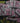 IntelGoons SDS Patch